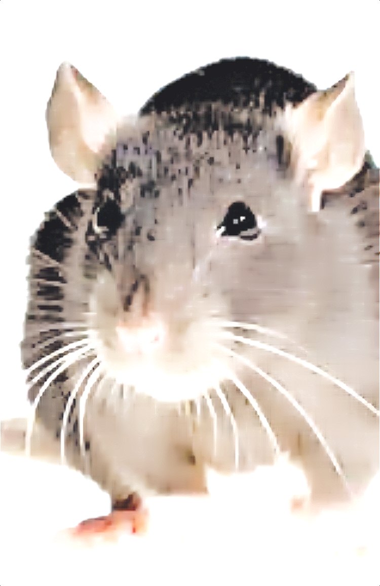 老鼠 (123).jpg
