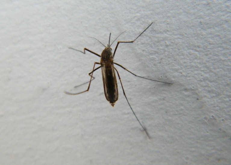 【嘿嘿 今天我又拍了一只大蚊子，大家来欣赏一下】-富士S2000论坛-ZOL中关村在线.jpg