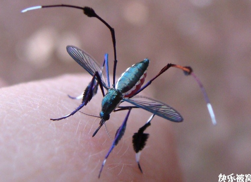 蚊子 (5).png