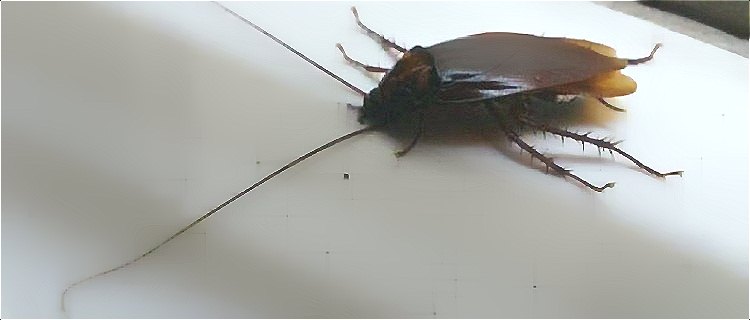 蟑螂 (110).jpg