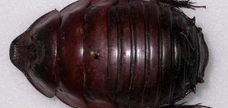 澳大利亚蟑螂图片.jpg