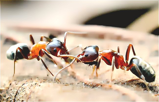 白蚁和蚂蚁的区别.jpg