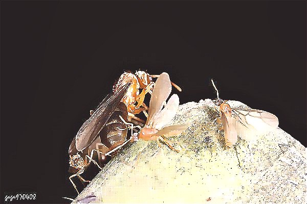 白蚁和蚂蚁怎么分辨？.jpg