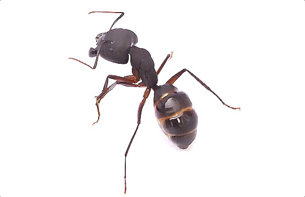 蚂蚁 (2).png