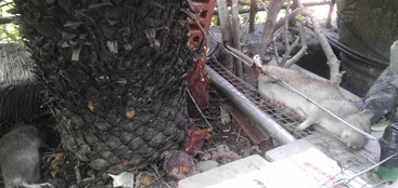 深圳灭鼠公司 (78).jpg