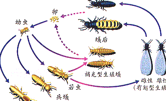 深圳杀虫公司如何灭杀书虱 (622).jpg