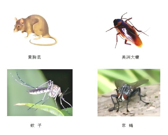 深圳杀虫灭鼠公司教您如何除四害 (938).jpg