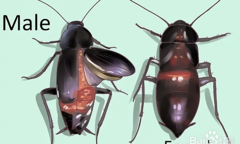 深圳灭蟑螂公司教您如何快速灭蟑螂 (272).jpg
